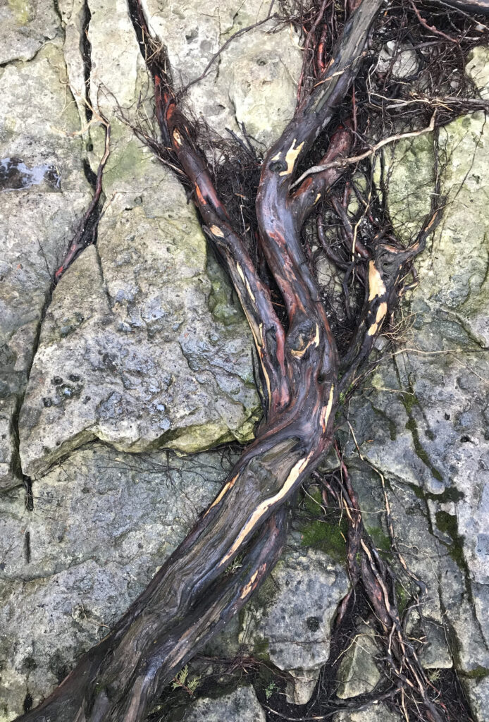 tree root showing through rocks
