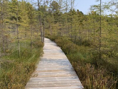summer boardwalk